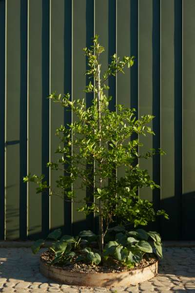 What PUR-fect allotment house with attractive steel profiles, Gladsaxe Møllevej 75, 2860 Søborg